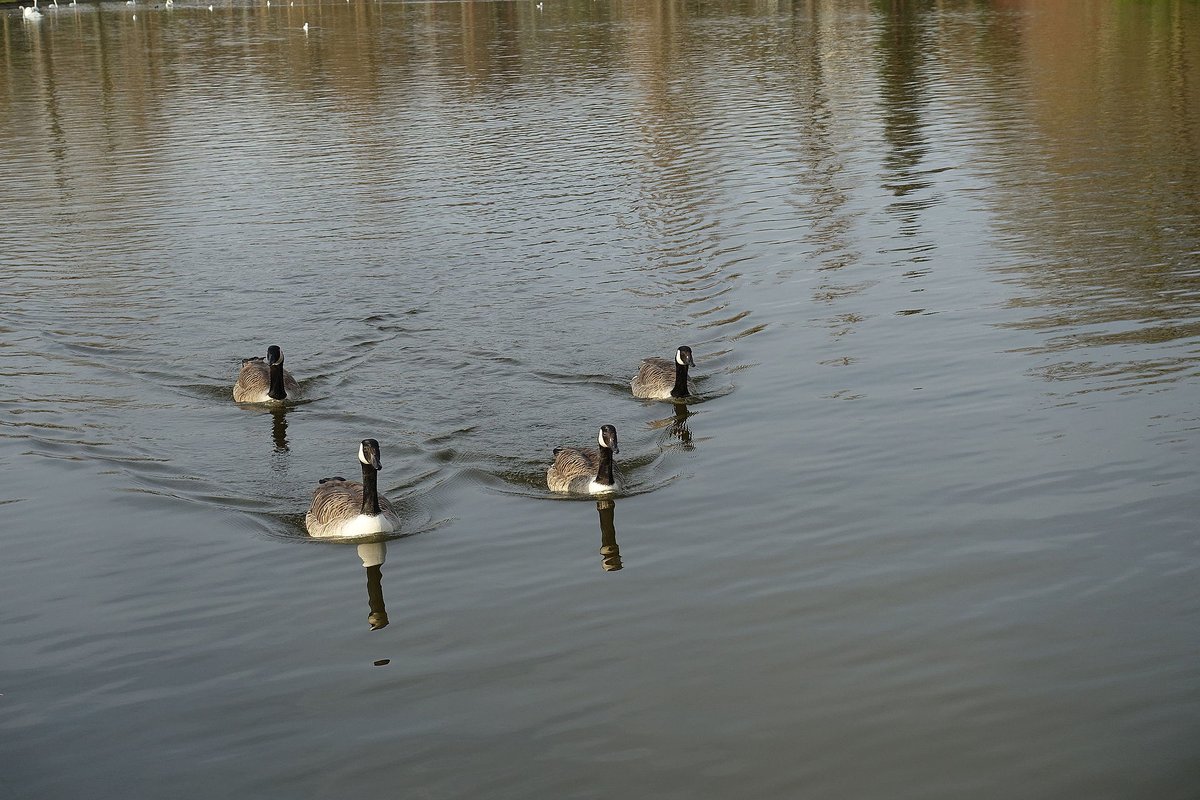 Bord du lac Daumesnil au bois de Vincennes, oies au premier plan